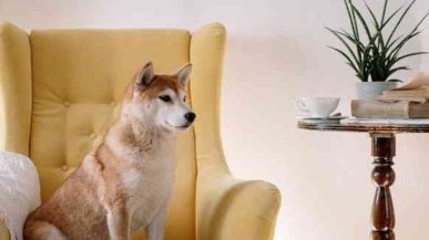 Топ-5 крупных собак для квартир