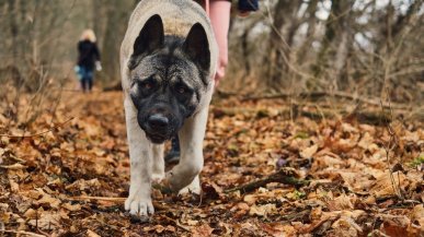 В Псковской области собака покусала пожилую учительницу