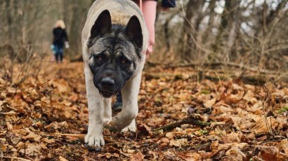 В Псковской области собака покусала пожилую учительницу