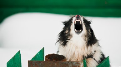 Хозяева собак, которые кусают людей, будут платить штраф