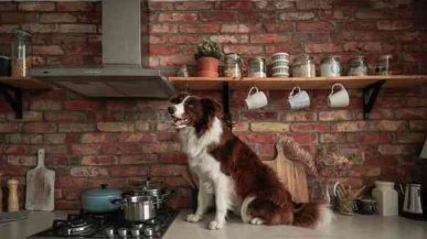 Трудно ли содержать крупных собак в квартире?