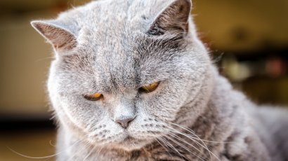 В кошачьей династии британца Конона появилась самозванка Герда