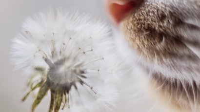 Какие запахи человек и кошка воспринимают по-разному?