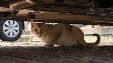 Кошка упала с 9 этажа на капот припаркованной Mazda