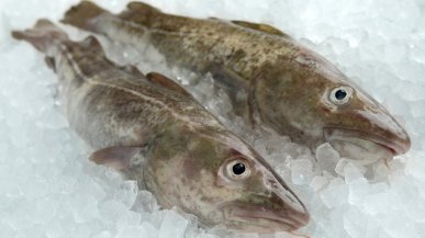 Треска: польза и вред для организма