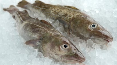 Треска: польза и вред для организма