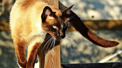 15 самых умных пород кошек