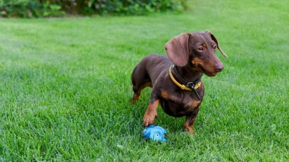 Такса – не только охотничья порода