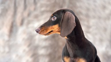 Хозяин таксы, укусившей ребенка, заплатит 10 000 рублей