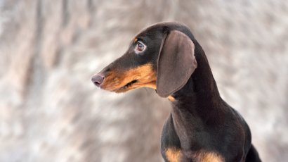 Хозяин таксы, укусившей ребенка, заплатит 10 000 рублей