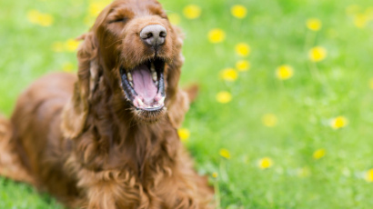 Ученые с приборами узнали, как развеселить грустную собаку
