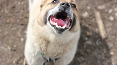 Что делать, если укусила собака?