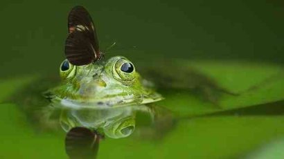 Зачем едят лягушек и делят слонов?