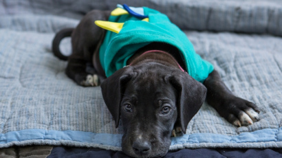 В штате Вирджиния собака Намине, породы немецкий дог родила 21 щенка