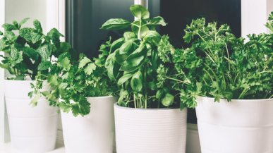 Какую зелень вырастить на подоконнике?