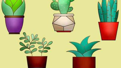 Топ-7 красивых и беспроблемных домашних цветов