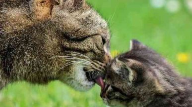 Кого завести: котенка или взрослое животное?