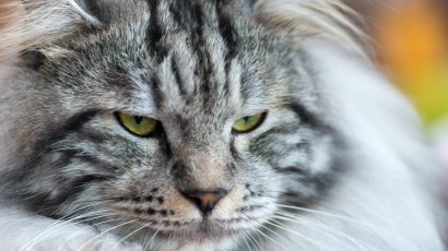 Можно ли арестовать кота?