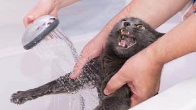 В какие мифы о кошках мы верим?