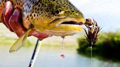 Рыбалка нахлыстом: полный гайд + советы эксперта