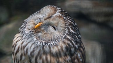 Пять прикольных вопросов про сов