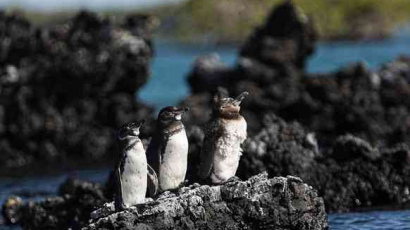 7 мест, где можно увидеть пингвинов в дикой природе