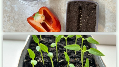 Как посадить перец из семян дома? Пошаговые фото