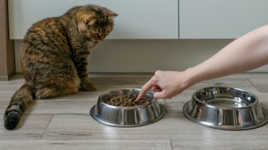 Российские сухие корма для кошек