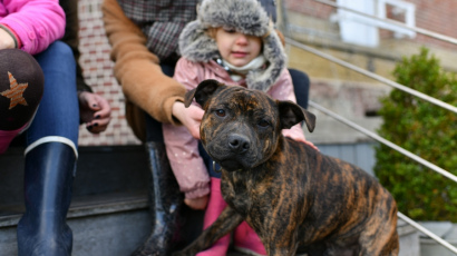 Хозяева собаки, укусившей ребенка, заплатят 1 млн за моральный вред