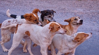 В Кемерове мужчина спас школьницу от бродячих собак