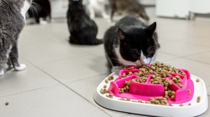 Переводим котов на отечественные корма