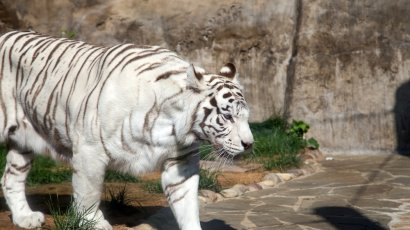 Исследуем Московский зоопарк: от экзотики до местных обитателей