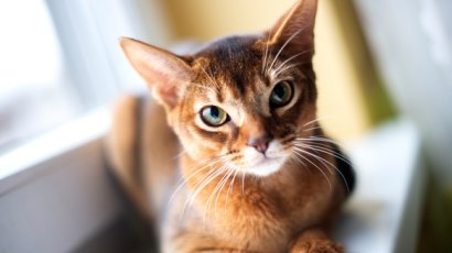 Как понять кошку?