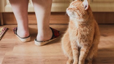 Сколько запретов и ограничений может запомнить кошка?