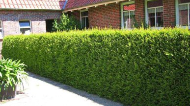 Живая изгородь из туи