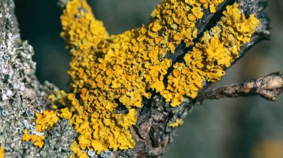 Как избавиться от лишайника на яблоне