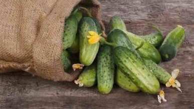 Пустоцвет на огурцах