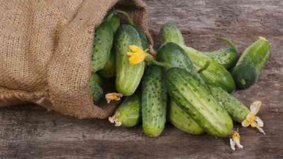 Пустоцвет на огурцах