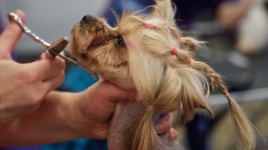 Первая стрижка йоркширского терьера