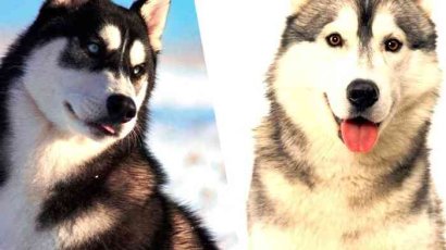 Чем отличается хаски от лайки