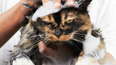 Как помыть кота в домашних условиях