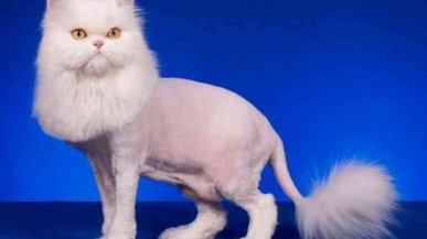 Как подстричь кота в домашних условиях