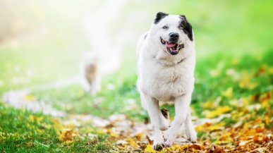 Хозяин алабая, укусившего мужчину, заплатит 200 тысяч рублей