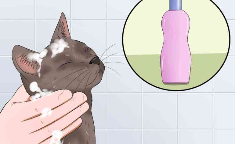 Как помыть кота в домашних условиях: лайфхаки и советы бывалых - sova.live  - Как помыть кота, который боится воды. Как помыть кота в домашних  условиях. Как помыть кошку в домашних условиях. Можно