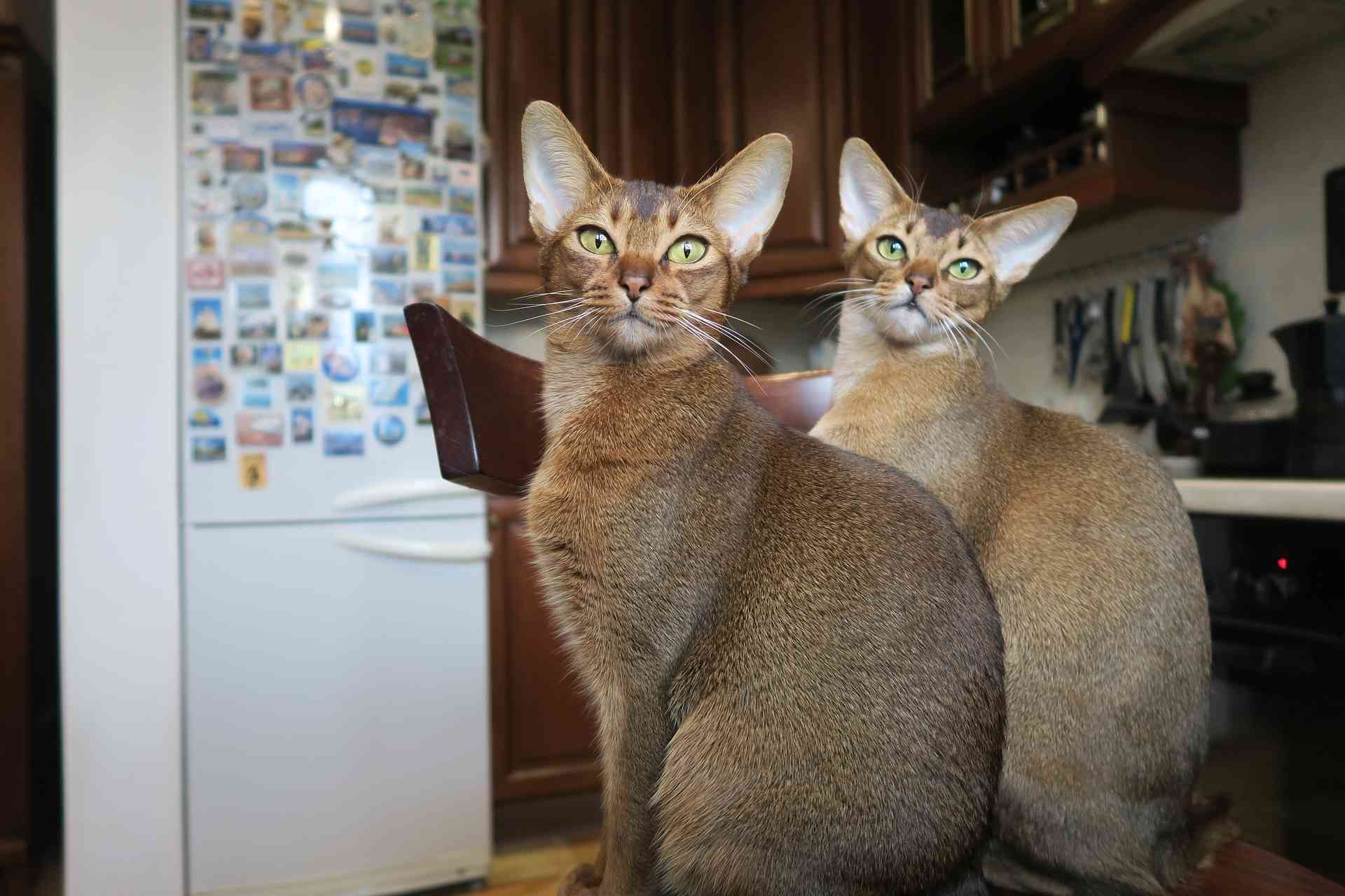 две абиссинские кошки сидящие на стуле