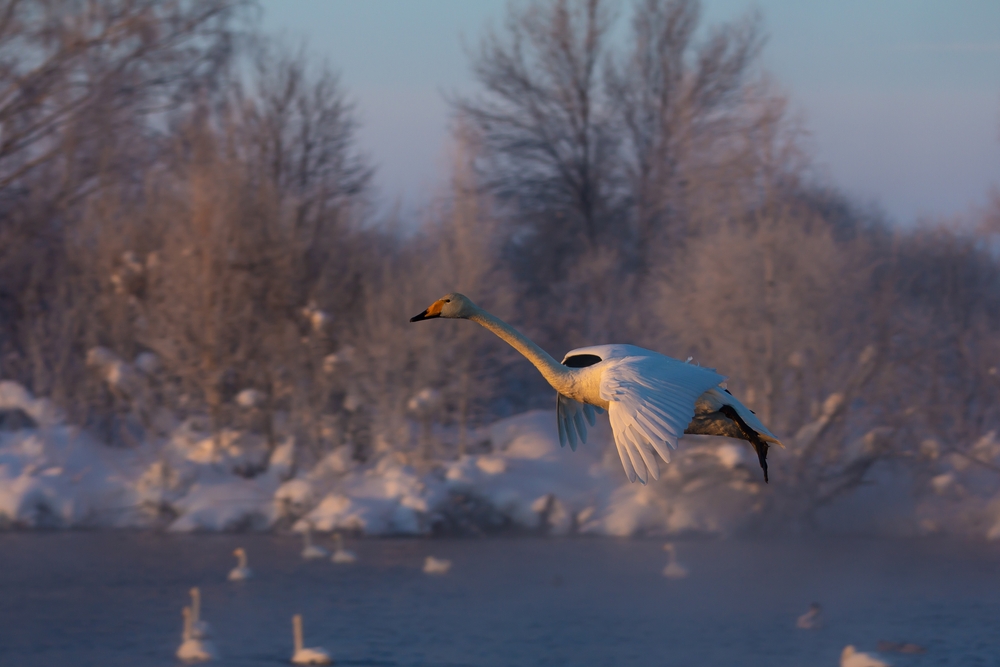 Взлетающий лебедь в Алтайском заповеднике
