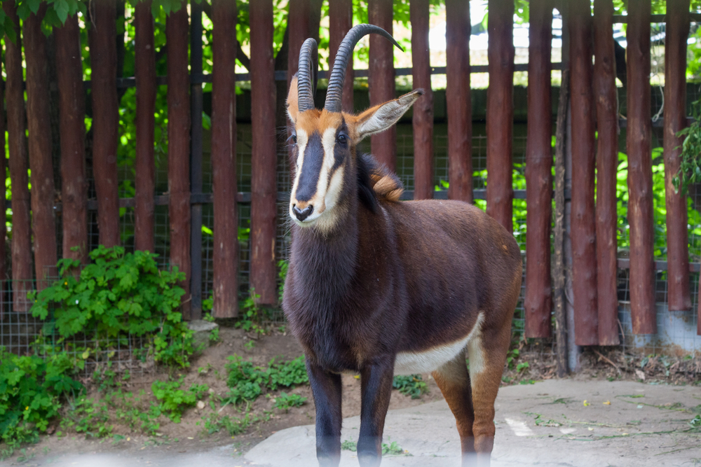 Черная антилопа в Московском зоопарке