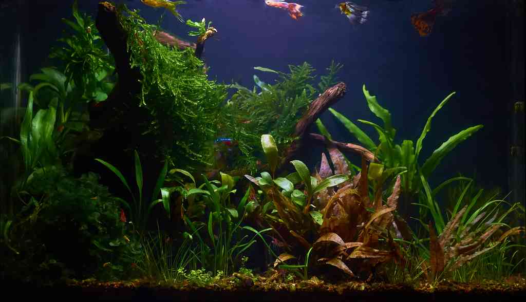 Домашний аквариум с большим количеством растений