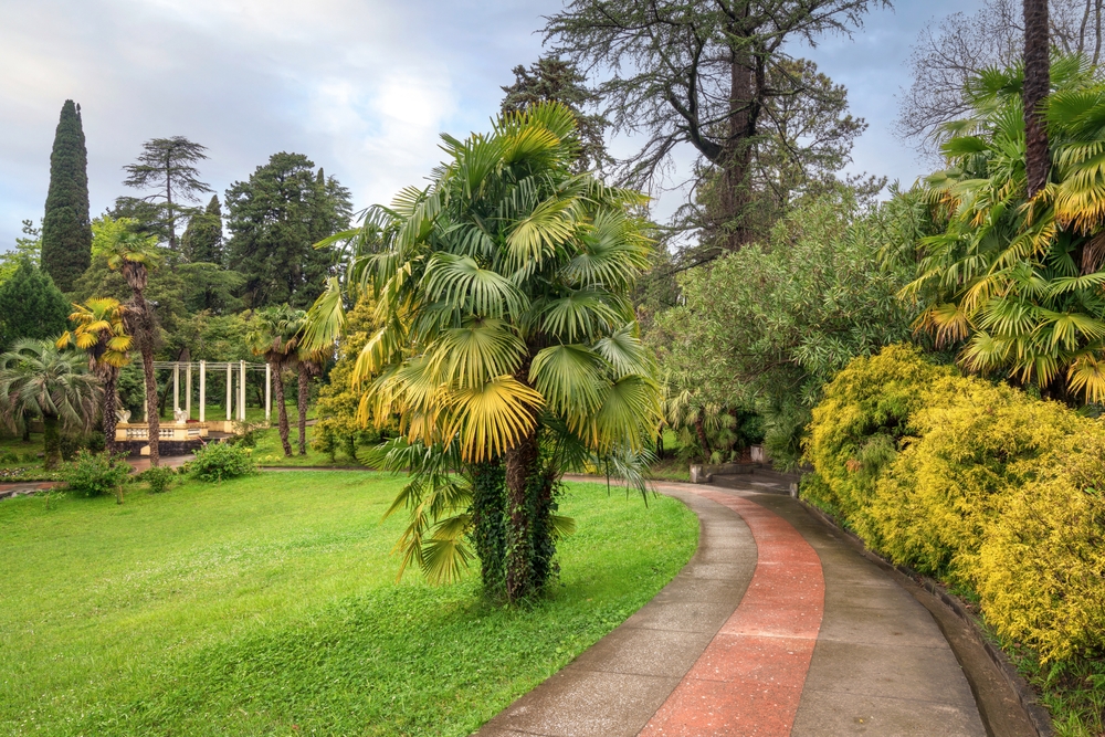 Красивые и экзотические деревья в Дендрарии
