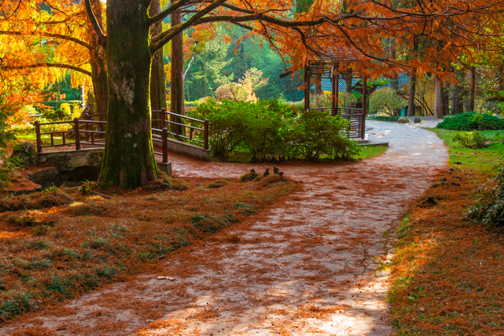Осень в сочинском Дендрарии